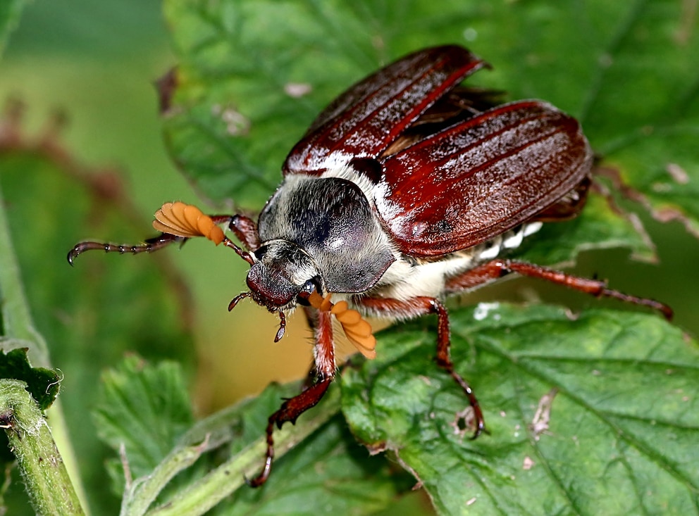 9 auffällige Käfer im Garten und wie man sie erkennt - PETBOOK