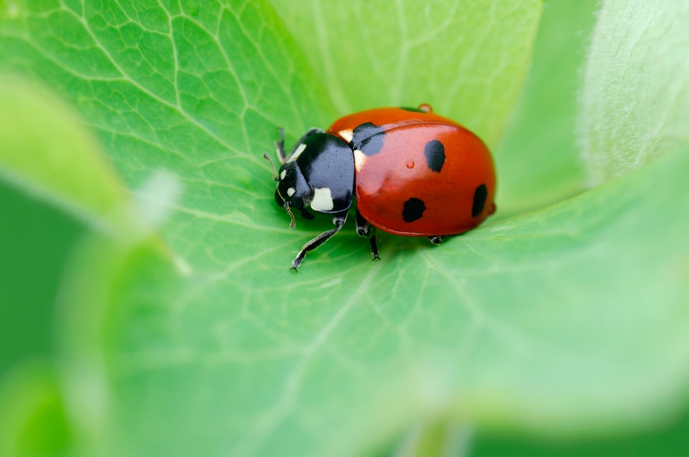 Siebenpunkt-Marienkäfer (Coccinella septempunctata) auf einem Blatt