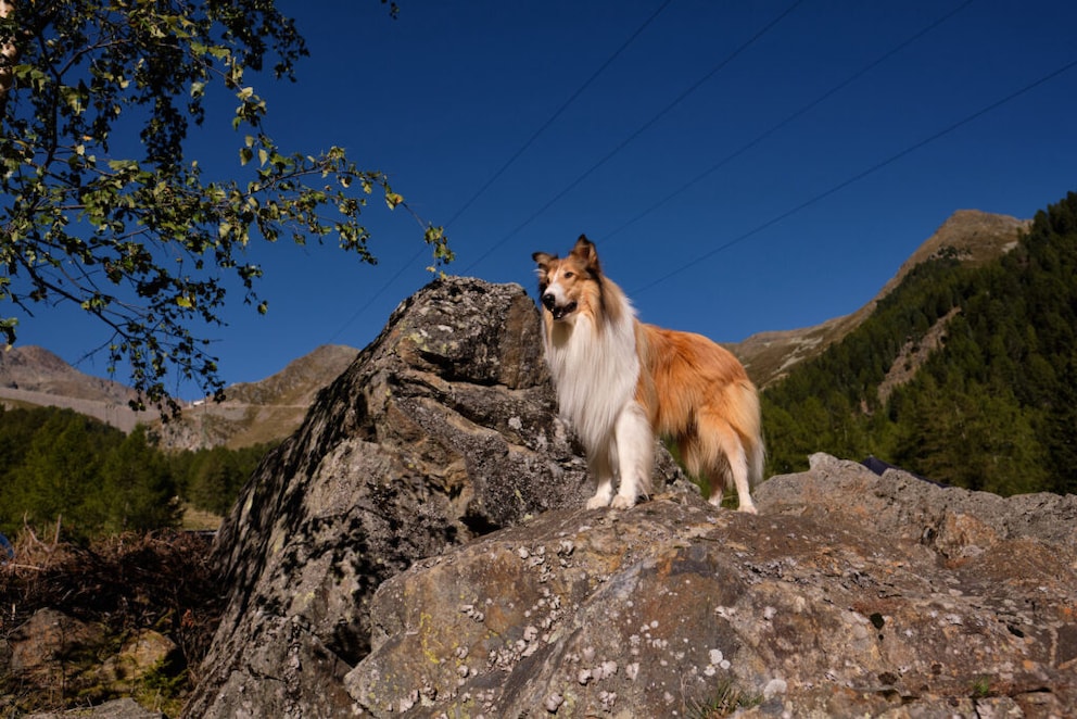 Film dog Lassie stands on a hill and looks into the distance