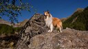 Filmhund Lassie steht auf einer Anhöhe und schaut ins Weite
