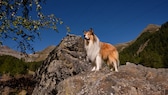 Filmhund Lassie steht auf einer Anhöhe und schaut ins Weite