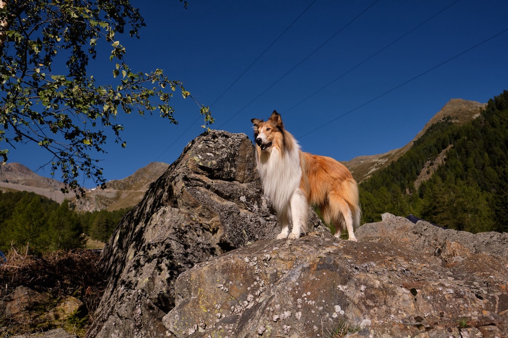 Filmhund Lassie steht auf einer Anhöhe und schaut ins Weite