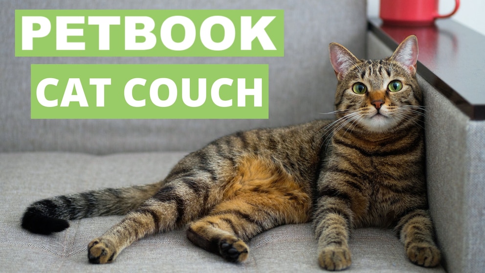 Eine grau getigerte Hauskatze sitzt auf einem Sofa mit einer roten Kaffeetasse auf der Armlehne.