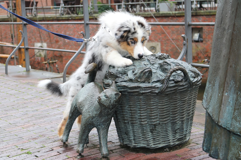 Junghund Elvis schnuppert an einer Statue am Hafen