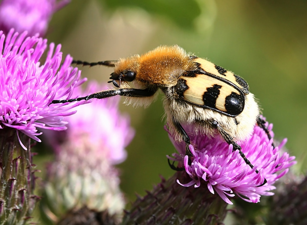 Gebänderter Pinselkäfer (Trichius fasciatus) auf blühenden Disteln