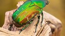 Goldglänzender Rosenkäfer (Cetonia aurata) auf einem Ast