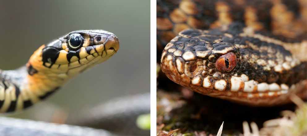 Kopf von einer Wiesennatter (links) und einer Kreuzotter (rechts)