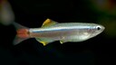 Ein Kardinalfisch schwimmt durchs Aquarium
