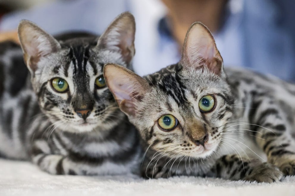 Sokoke Charakter, Haltung und Pflege der Katze PETBOOK