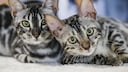 Sokokoe Katzen bei einer Katzenshow in Moskau