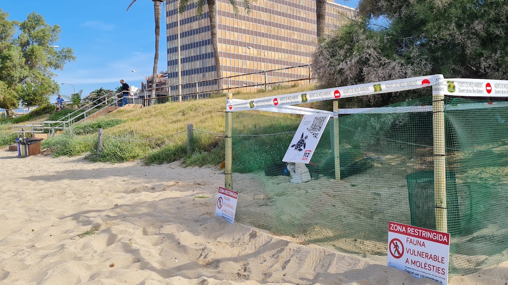 Das Gelege der Unechten Karrettschildkröte am Strand von Mallorca