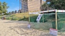 Das Gelege der Unechten Karrettschildkröte am Strand von Mallorca