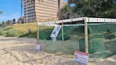 Das Gelege der Unechten Karrettschildkröte am Strand von Mallorca