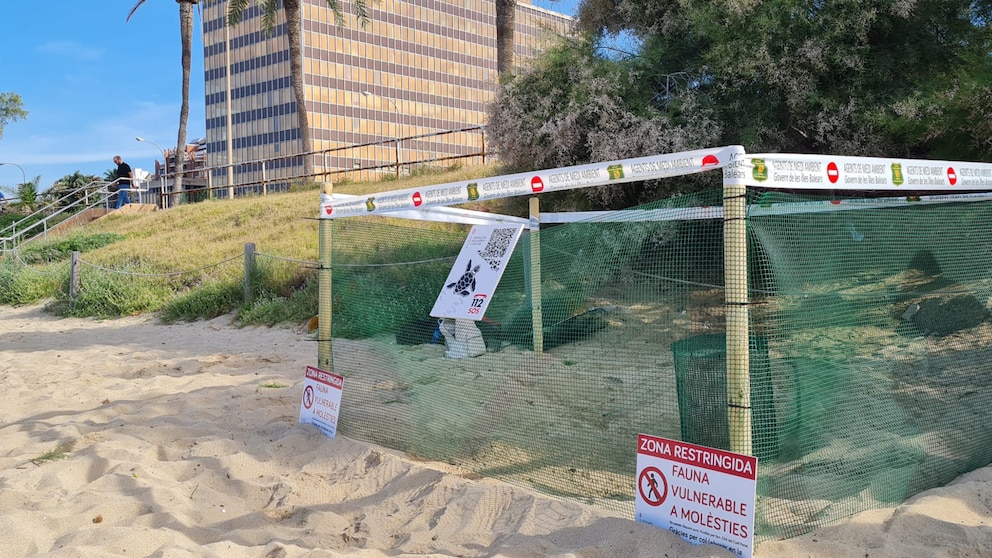 Das Gelege der Unechten Karrettschildkröte am Strand von Mallorca