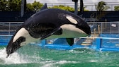 Anfang Juli wurde Lolita im Miami Seaquarium noch auf die Überführung in ein Refugium vorbereitet, jetzt ist der Orca tot