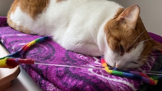 Kater Remo schläft mit offenen Augen