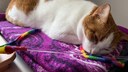 Kater Remo schläft mit offenen Augen