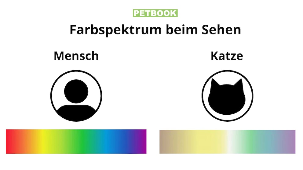 Farbenblind? Diese Farben können Katzen sehen - PETBOOK