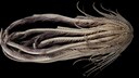 Forscher entdeckten eine Tiefsee-Kreatur mit 20 „Armen“ im Südpolarmeer