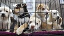 Hundewelpen sitzen traurig in einem vergitterten Käfig