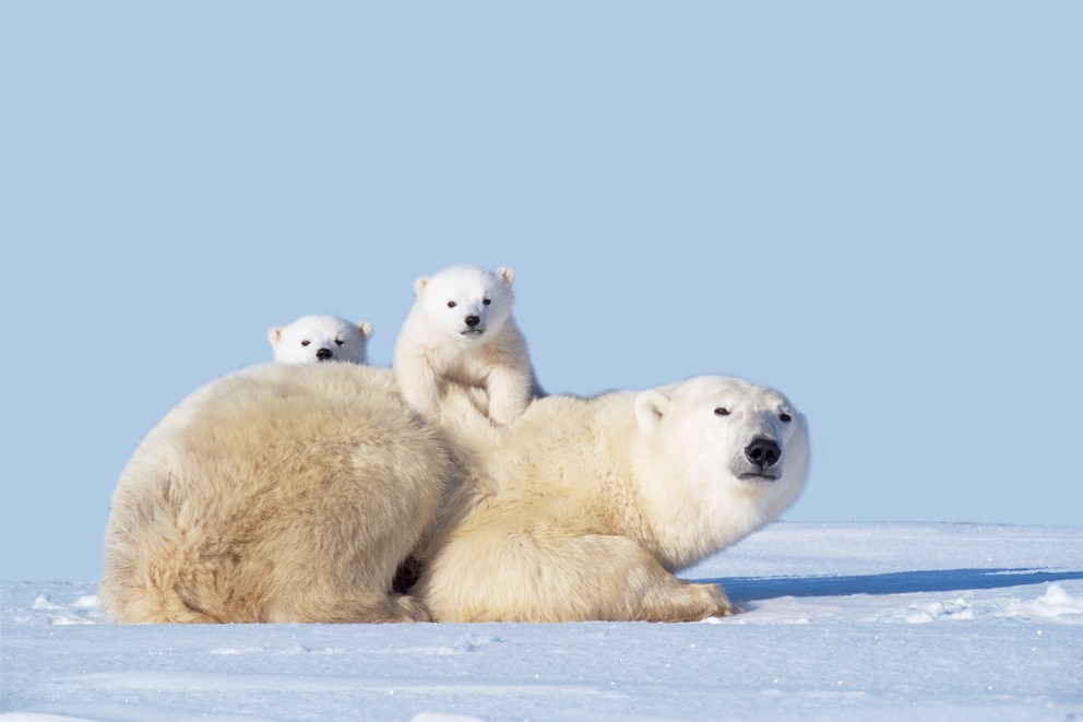 Eine Eisbär-Mutter mit ihrem Nachwuchs. Die Weibchen fasten während der Aufzucht ihrer Jungen bis zu acht Monate