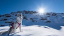 Siberian Husky in Schneelandschaft