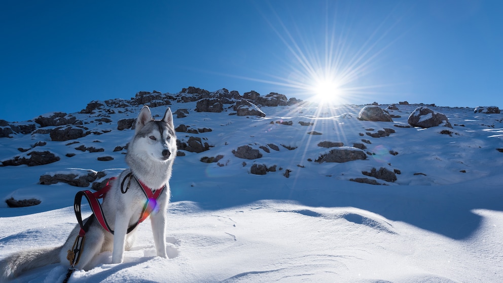 Siberian Husky in Schneelandschaft