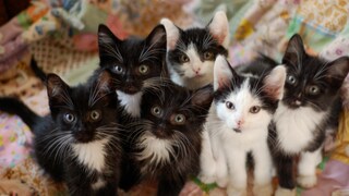 Ein Wurf Kitten ist zwar unglaublich süß, kann aber auch gleichzeitig eine ganze Familie schön auf Trab halten ...