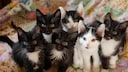 Ein Wurf Kitten ist zwar unglaublich süß, kann aber auch gleichzeitig eine ganze Familie schön auf Trab halten ...