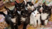 Ein Wurf Kitten ist zwar unglaublich süß, kann aber auch gleichzeitig eine ganze Familie schön auf Trab halten ...