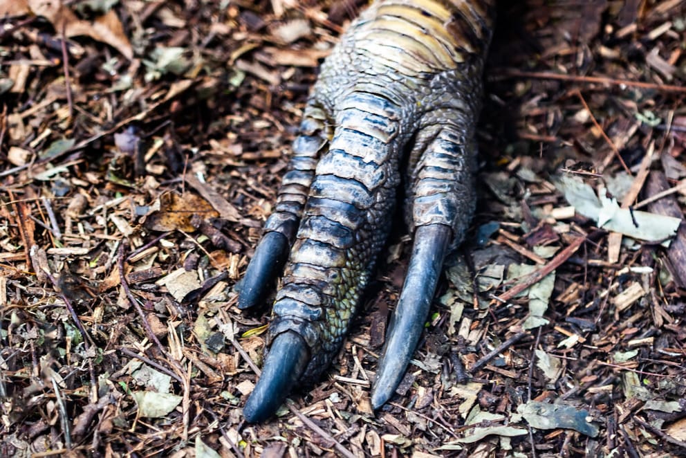 Claw of the Helmeted Cassowary