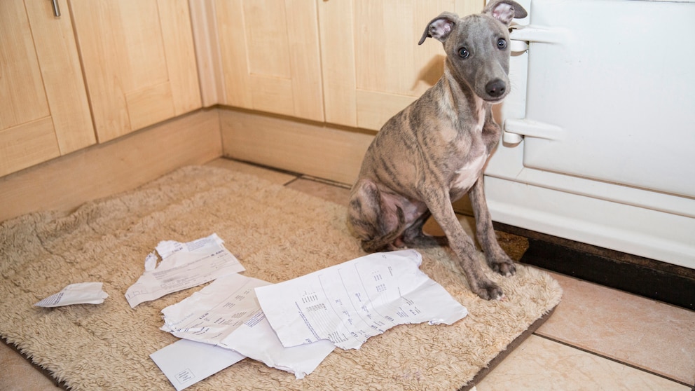 Welpe der Rasse Whippet sitzt auf dem Küchenboden mit zerfledderten Dokumenten