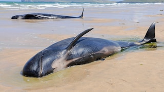 Zwei Grindwale liegen sterbend an einem Strand im irischen Donegal, nachdem sie mit zehn anderen Meeressäugern gestrandet waren. Sie waren ursprünglich gerettet worden, strandeten aber ein zweites Mal.