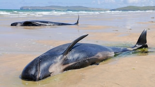 Zwei Grindwale liegen sterbend an einem Strand im irischen Donegal, nachdem sie mit zehn anderen Meeressäugern gestrandet waren. Sie waren ursprünglich gerettet worden, strandeten aber ein zweites Mal.