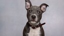 Porträt von einem Staffordshire Bullterrier mit einem eng sitzendem Lederhalsband