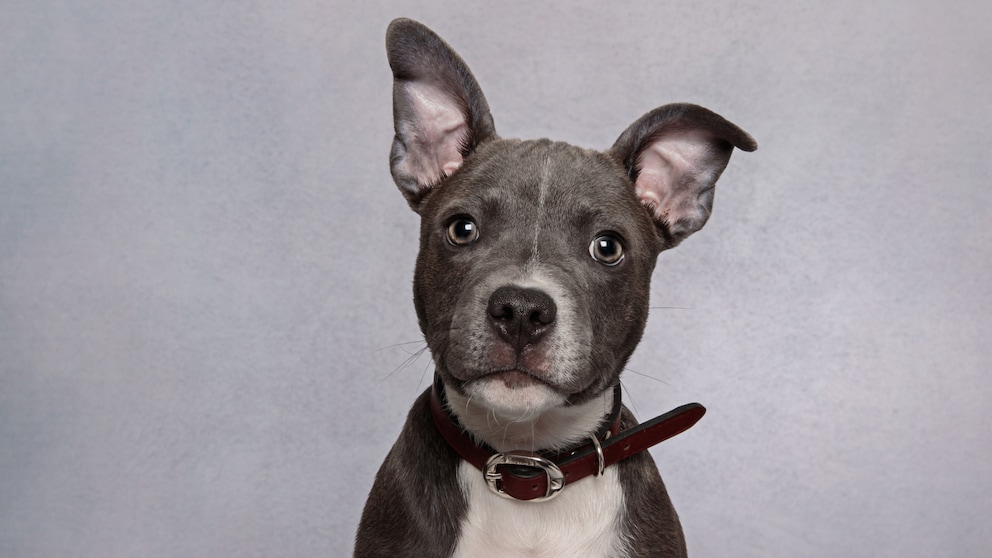 Porträt von einem Staffordshire Bullterrier mit einem eng sitzendem Lederhalsband