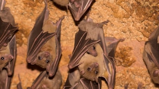 Nilflughund (Rousettus aegyptiacus) von einer Höhlendecke hängend in Israel