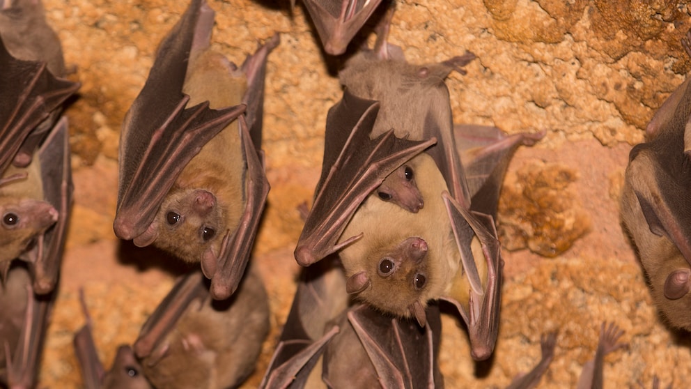 Nilflughund (Rousettus aegyptiacus) von einer Höhlendecke hängend in Israel