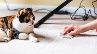 Calico-Katze suf dem Teppich, daneben eine Hand mit Tuch, die versucht, einen Fleck zu entfernen