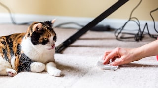 Calico-Katze suf dem Teppich, daneben eine Hand mit Tuch, die versucht, einen Fleck zu entfernen