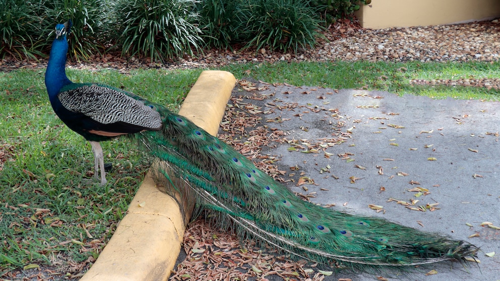 In Südflorida vermehren sich wild lebende Pfauen tadellos, weshalb ihre Population jetzt mittels Vasektomien eingedämmt werden soll