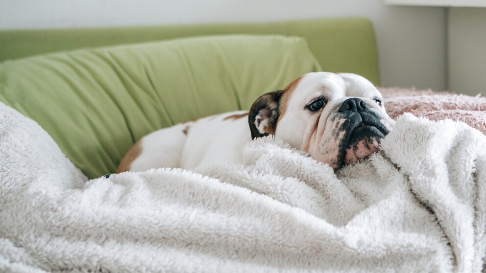 Ein Hund liegt mit Fieber auf einer Decke