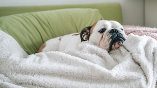 Ein Hund liegt mit Fieber auf einer Decke