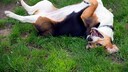 Beagle rollt sich auf einer Wiese im Gras
