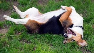 Beagle rollt sich auf einer Wiese im Gras