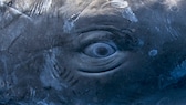 Das Auge des Pottwals ist in etwa so groß wie ein Tennisball. Mit bis zu 50 Tonnen Gewicht gehört dieser Wal zu den schwersten der Welt, an der Spitze ist er jedoch nicht