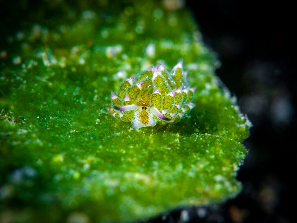 Wie die Blatt-Schaf-Schnecke Fotosynthese betreibt - PETBOOK