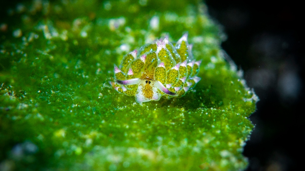 EIne Blatt-Schaf-Schnecke grast auf Algen