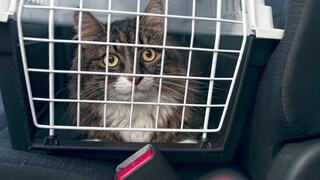 In der Regel hassen Katzen nichts mehr als Autofahren. Dennoch ist es wichtig, dass wenn das Tier mal transportiert werden muss, dass es ausreichend gesichert ist.
