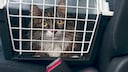 In der Regel hassen Katzen nichts mehr als Autofahren. Dennoch ist es wichtig, dass wenn das Tier mal transportiert werden muss, dass es ausreichend gesichert ist.